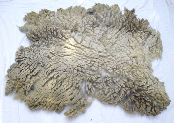 3.75 lbs of California Variegated Mutant fleece. They had me at 'mutant'. 