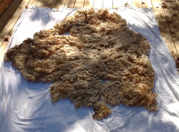 This Targhee fleece started at 11 lbs. I scoured a fair bit before this photo. For scale, that's a king sized sheet.