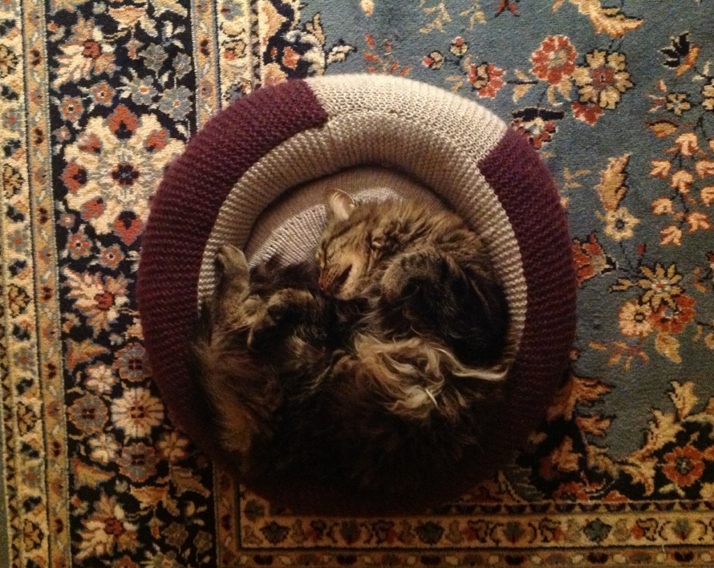 Chicken Leg Al in repose