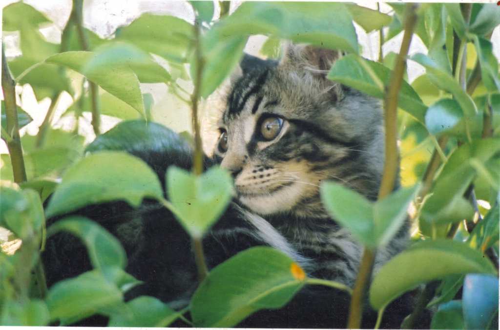 tiny Al cannot be seen