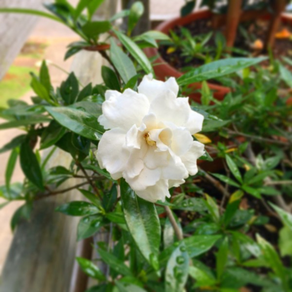 I came home to find my beloved gardenia in bloom. Ahhhhhh.