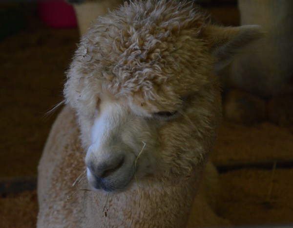 alpaca | thecusserknits.com