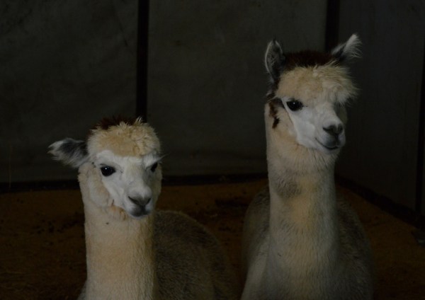 Alpacas | thecusserknits.com
