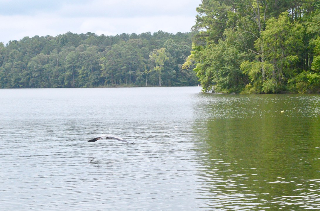 Great Blue Heron flying over the lake